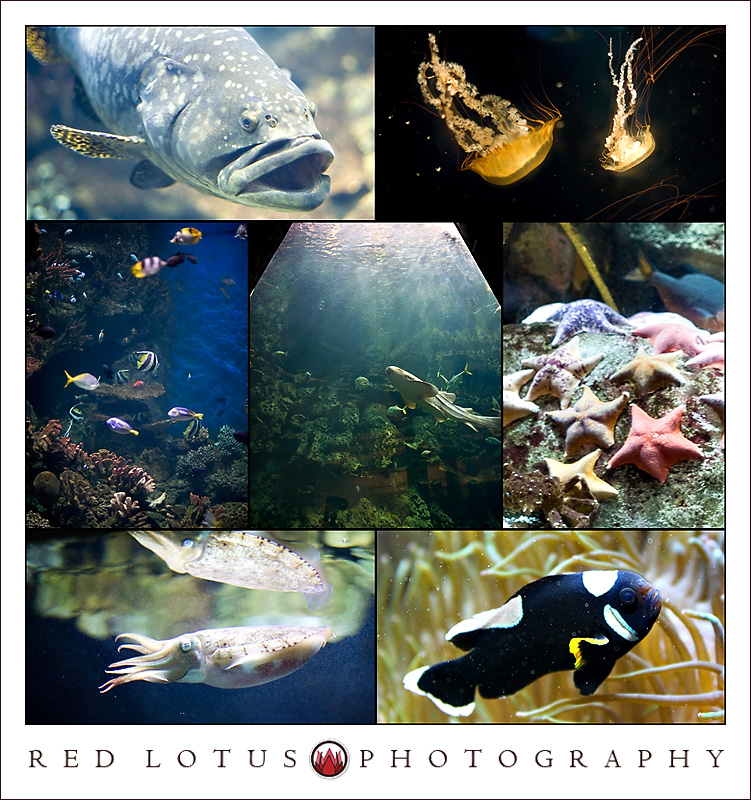 jdp-collage-3 jdp-collage-3