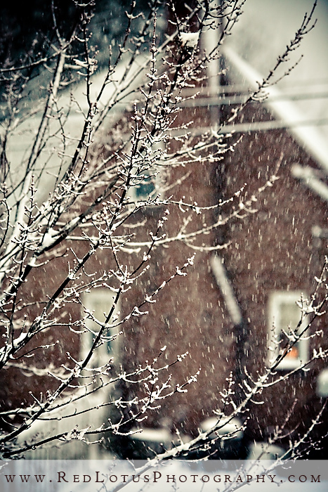 20100205-snow-017