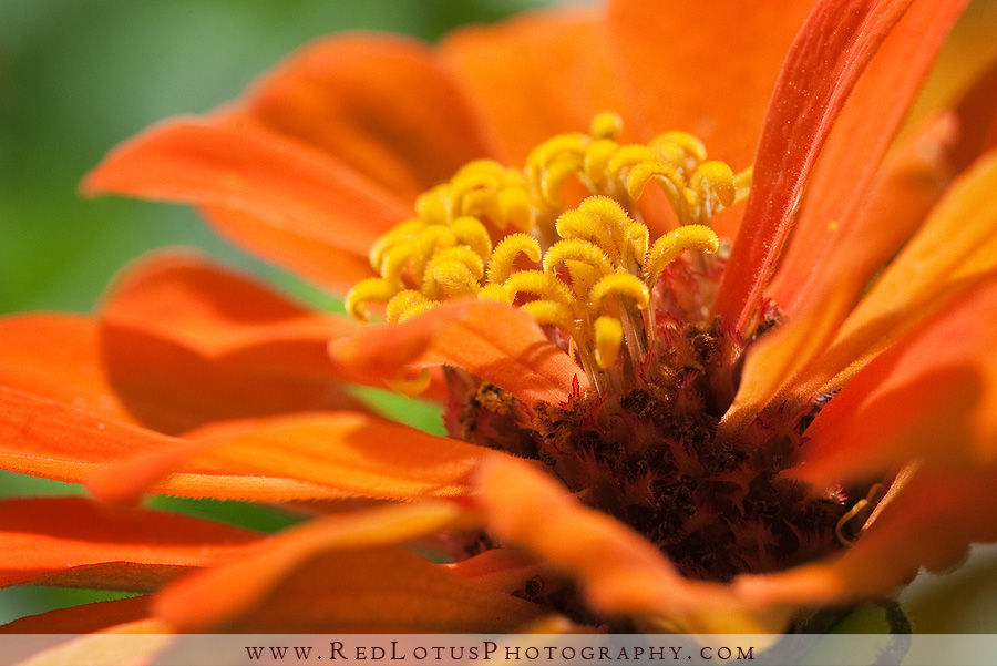 072210-macro-8
