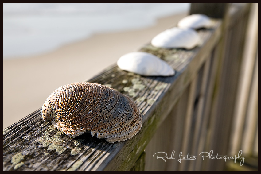 outer banks photographer