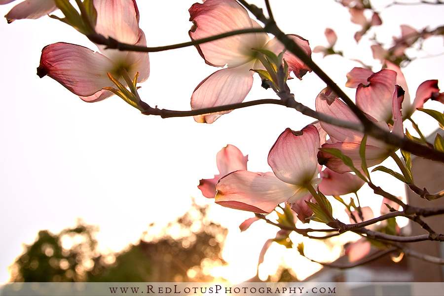 042010-signs-of-spring-04