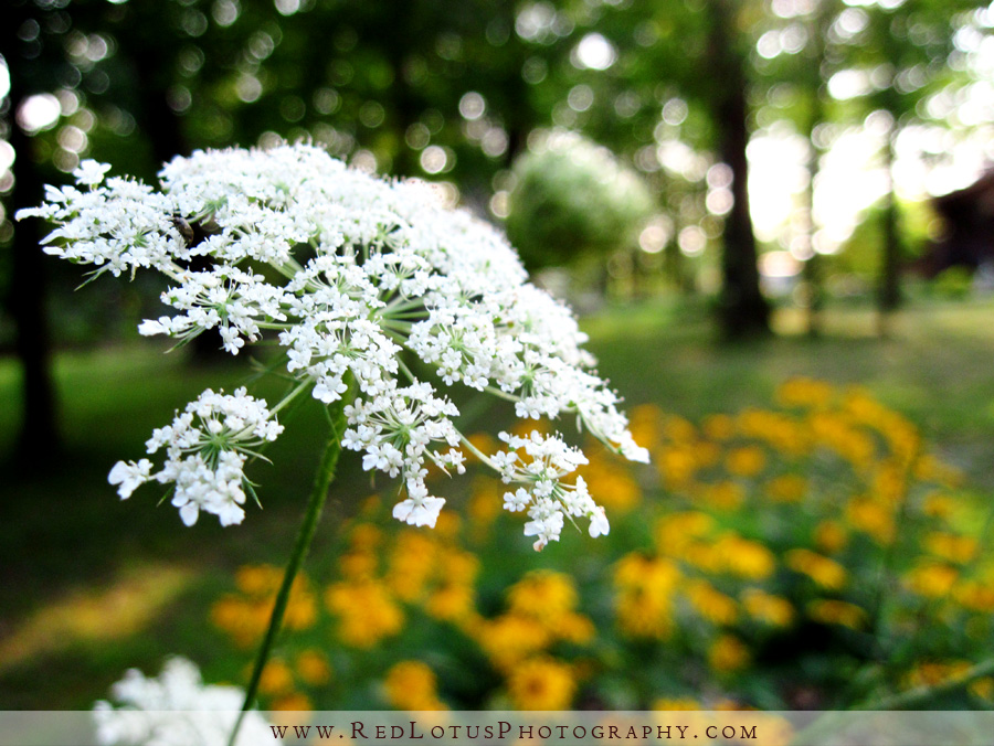 20100810-home-03