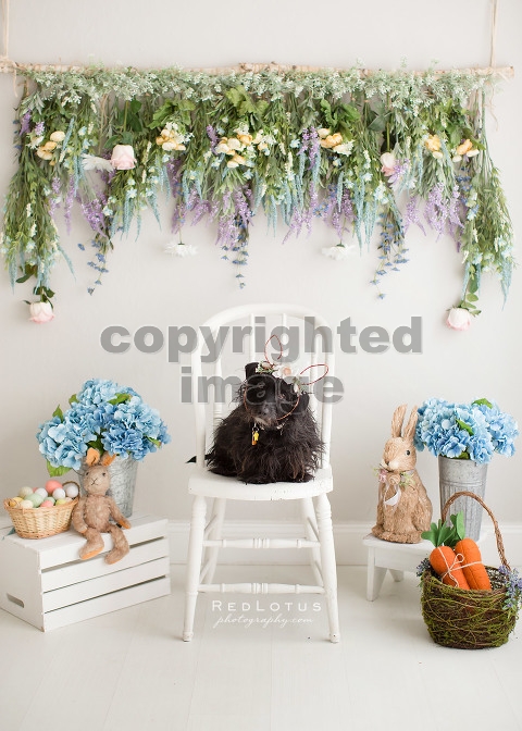 Spring Pictures